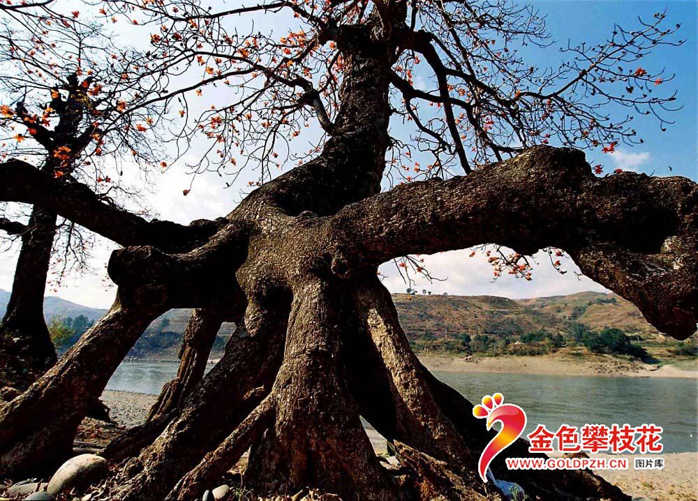 ��֦�� (1)