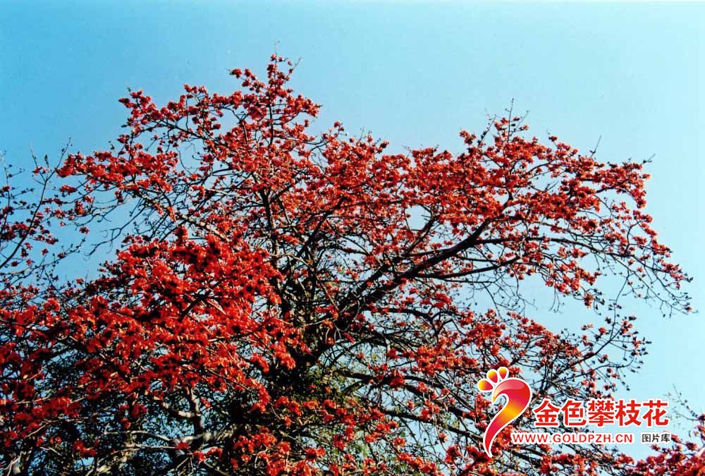 ��֦�� (3)
