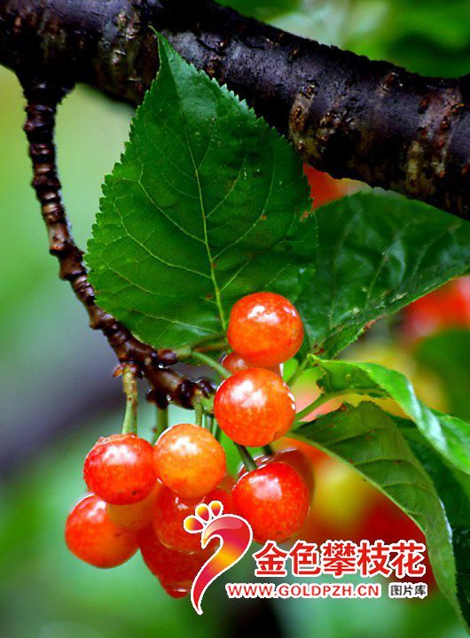 ӣ�ң�4��
