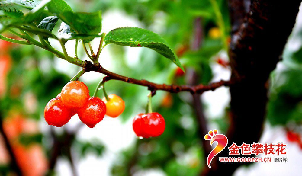 ӣ�ң�7��